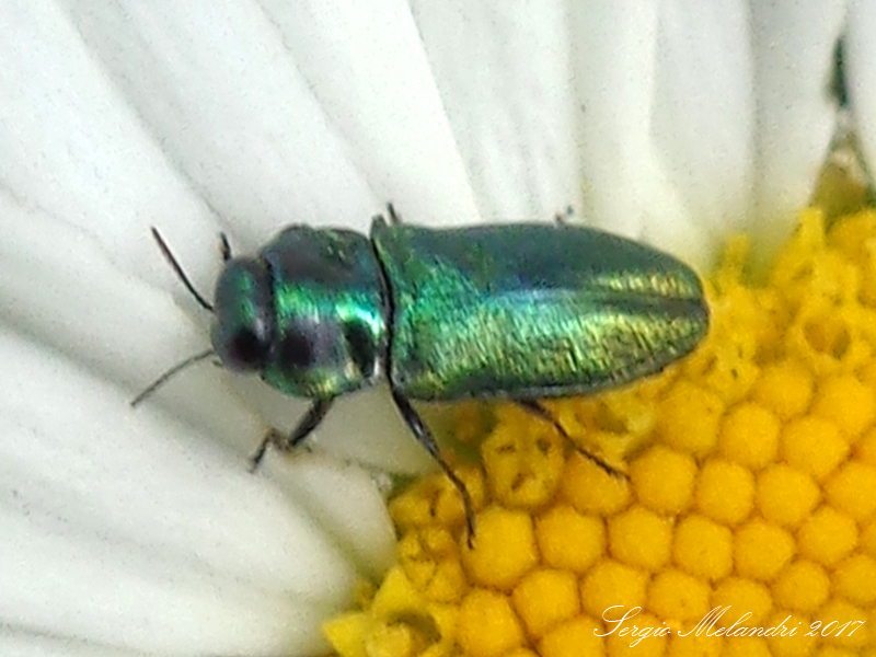 Buprestidae: Anthaxia cfr. thalassophila